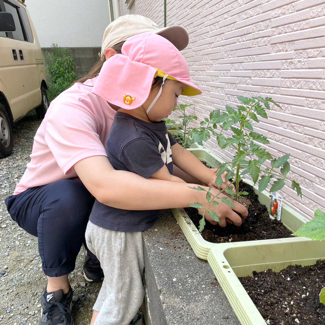 野菜の苗植え